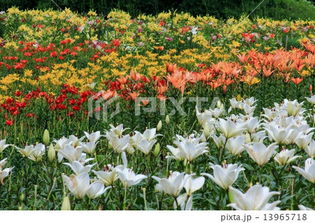 色とりどりの百合の花 色とりどりの百合の花 13965718