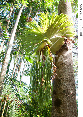 ビカクシダ グランデ 巨大ビカクシダ の写真素材 [13965845] - PIXTA