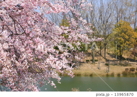 落合公園の桜 13965870
