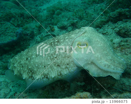 真っ白なコブシメ 13966075