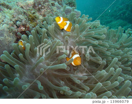 カクレクマノミとイソギンチャク 13966079