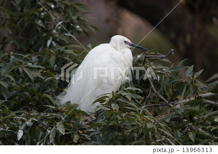 コサギ 13966313