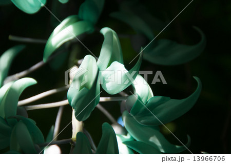 ジェイド・バイン クローズアップ 13966706