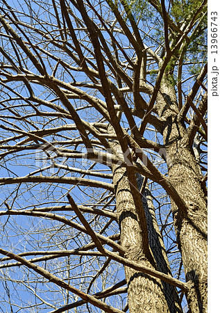 イチョウ（銀杏） 13966743