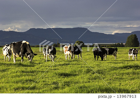 Cow farm in Australia 13967913