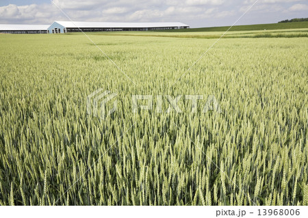 Green Wheat under cloudy sky Green Wheat under cloudy sky 13968006
