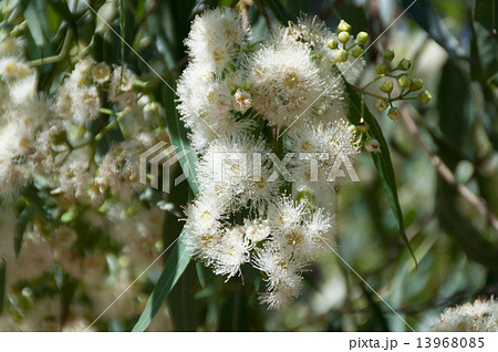 ユーカリの白い花 ユーカリの白い花 13968085