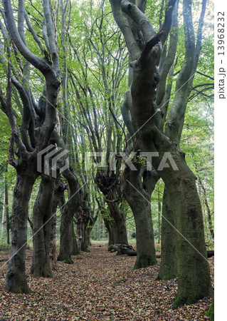 Scary trees in Zwolle area 13968232