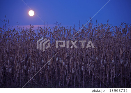 Full moon above the corn field 13968732