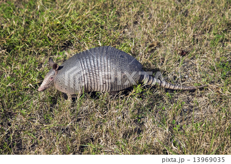 Armadillo 13969035