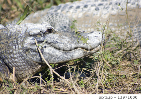 Resting Alligator Resting Alligator 13971000