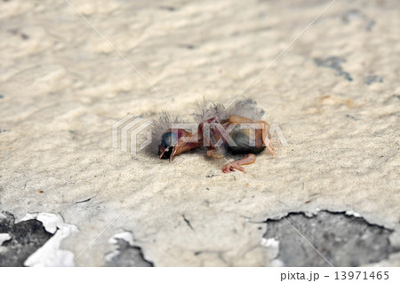 Dead chick Dead chick 13971465