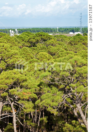 Telecommunication towers in the middle of forrest 13971587