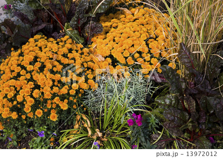 Fall garden 13972012