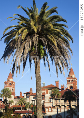 Palm in front of Flagler College Palm in front of Flagler College 13973055