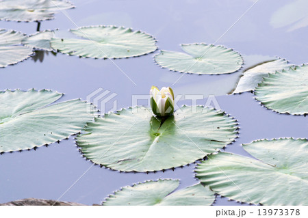 Brightly Colored Water Lily or Lotus Flower Floating on Pond 13973378