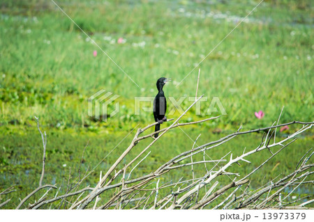 Young Black-chested Buzzard-eagle - Geranoaetus melanoleucus 13973379