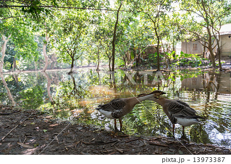 Duck 13973387