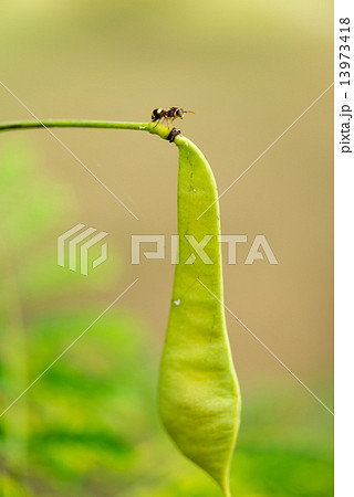 Ant on guard Ant on guard 13973418