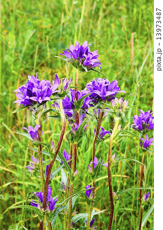 リンドウ 13973487