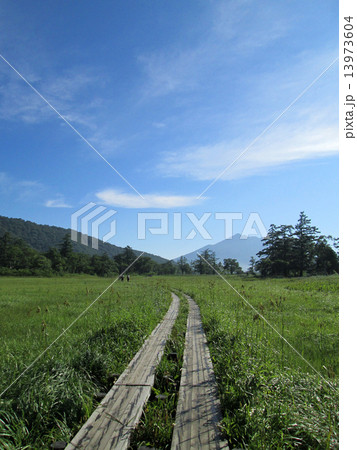 夏の尾瀬ケ原 13973604