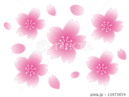 桜の花と花びら 桜の花と花びら 13973654