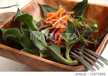 アイスプラント　サラダ　アップ 13973669