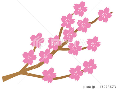 満開の桜 13973673