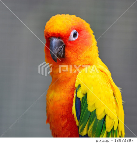 Sun Conure Sun Conure 13973897