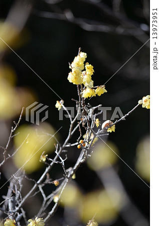 後ろぼけと蝋梅 後ろぼけと蝋梅 13973951