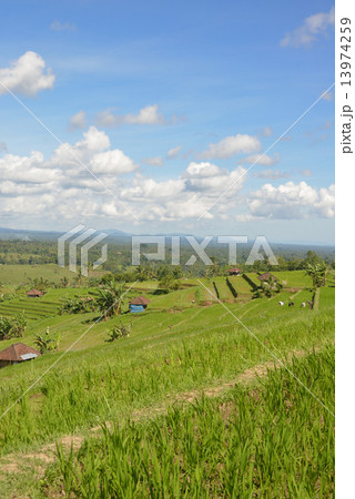 ジャティルイの棚田 13974259