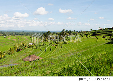 ジャティルイの棚田 ジャティルイの棚田 13974271