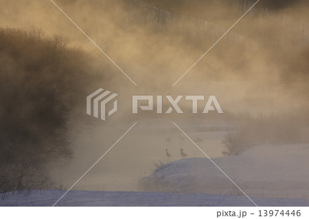 丹頂ツル 13974446