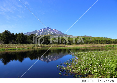南浜湿原から見る利尻山 13974470