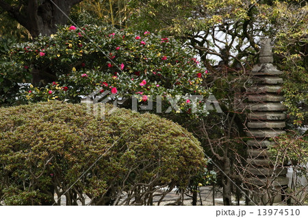 新薬師寺の山茶花 新薬師寺の山茶花 13974510