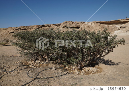 オマーン・サラーラ・乳香の木 13974630