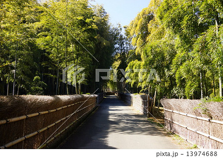 竹林　kyoto 13974688