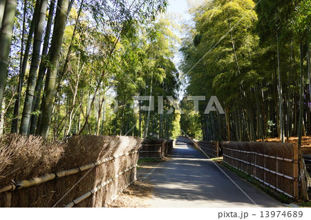 竹林　kyoto 13974689