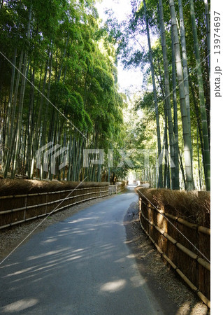 竹林 kyoto 竹林 kyoto 13974697