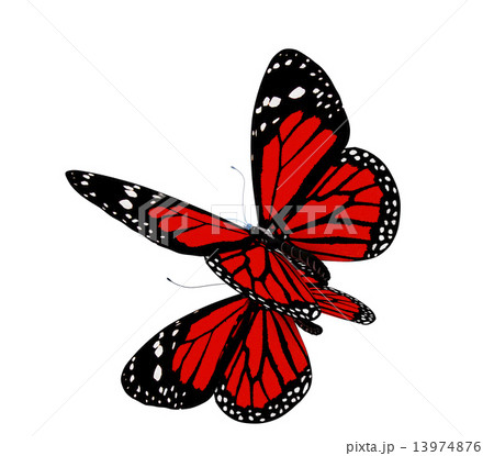Butterfly Butterfly 13974876