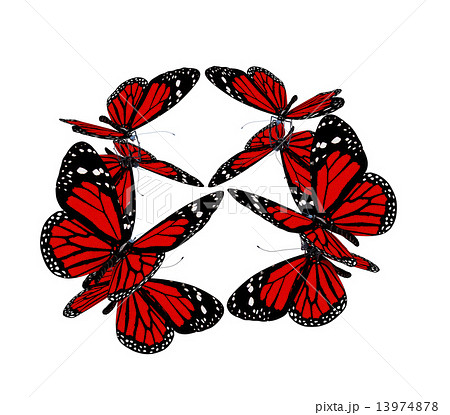 Butterflies 13974878
