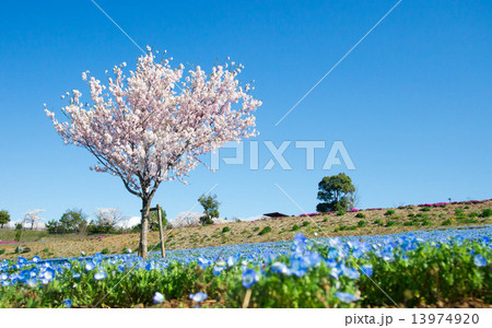 桜と青空 桜と青空 13974920