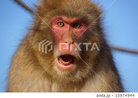 ニホンザル　japanese monkey 13974944