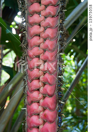 ヘリコニア・マリアエ アップ ヘリコニア・マリアエ アップ 13975058