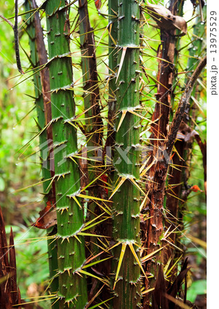 Spiky plant in rainforest 13975529