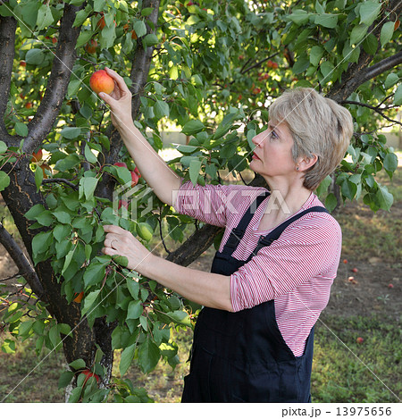 Agriculture, female farmer in apricot orchard Agriculture, female farmer in apricot orchard 13975656
