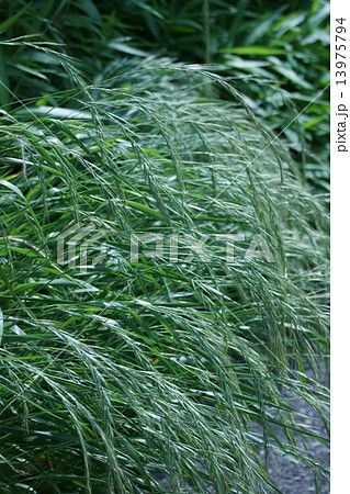 烏麦 別名「燕麦」エンバクとも言います。 食べられます。 烏麦 別名「燕麦」エンバクとも言います。 食べられます。 13975794