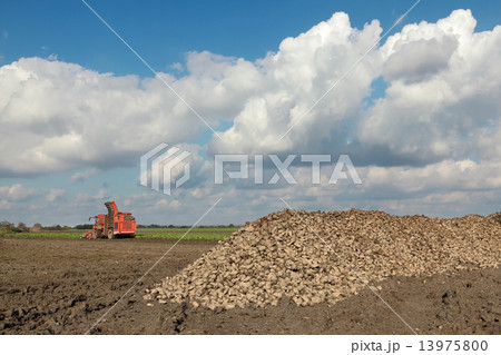 Agriculture, sugar beet, root harvesting in field 13975800