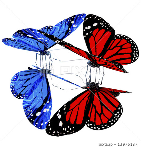 Butterflies Butterflies 13976137