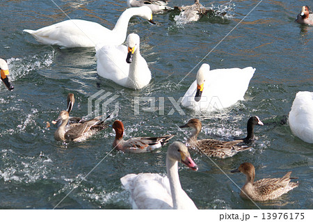 年賀状　酉年　白鳥　カモ 13976175